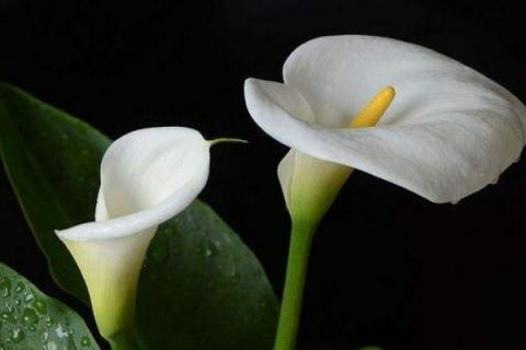 马蹄莲一年开几次花