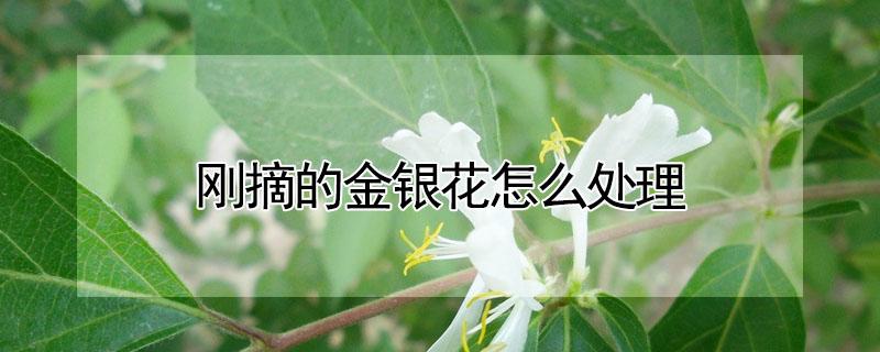 刚摘的金银花怎么处理 刚摘下金银花怎么处理