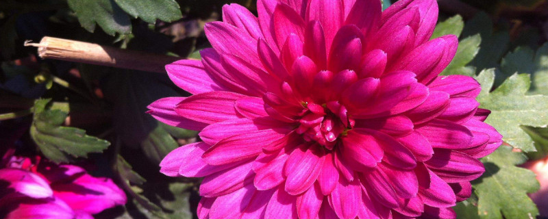 菊花根的作用与功效（菊花根的作用与功效图片）