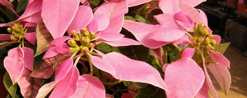 一品红喜阳光吗（我家的一品红为什么不红呢?）