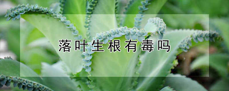 落叶生根有毒吗 大叶落地生根有没有毒