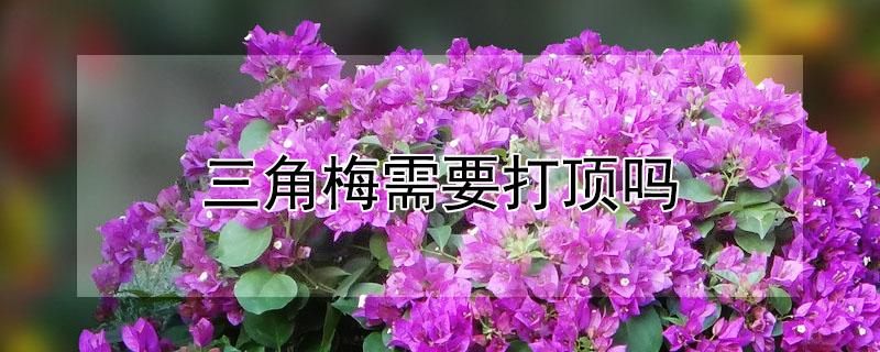 三角梅需要打顶吗（三角梅怎么打顶和修剪）