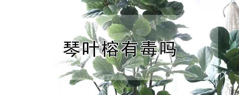 琴叶榕有毒吗（琴叶榕有毒吗适合在卧室养吗）