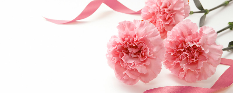 康乃馨如何过冬 康乃馨冬天怎么养才能安全过冬?