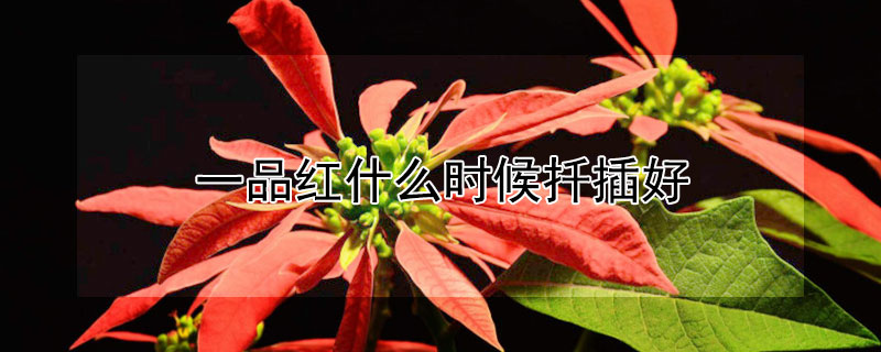 一品红什么时候扦插好 一品红扦插多久生根