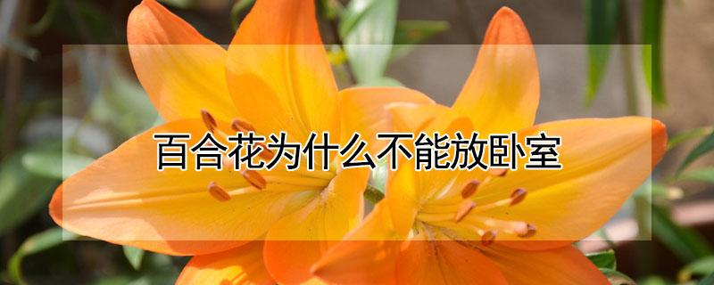 百合花为什么不能放卧室 百合花是不是不能放在卧室