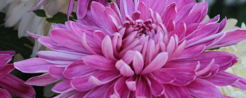 菊花根部开始枯萎是什么回事 为什么菊花开花后枯萎