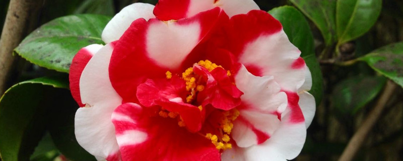 茶花什么时候修剪(四季茶花什么时候修剪)