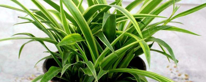 金边吊兰的修剪方法 金边吊兰全部剪掉