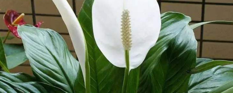 白掌生虫了怎么办 白掌长虫怎么回事