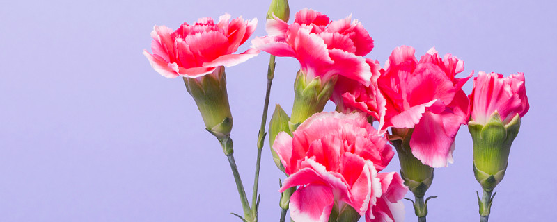 康乃馨怎么醒花（康乃馨怎么醒花怎么开花）