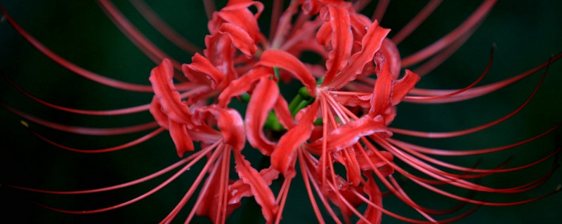 彼岸花有什么香味（彼岸花香是什么味道）