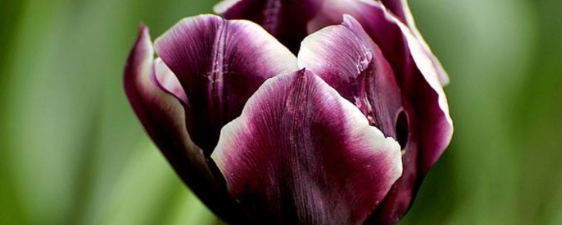 郁金香种球能保存多久 郁金香种球能用几年