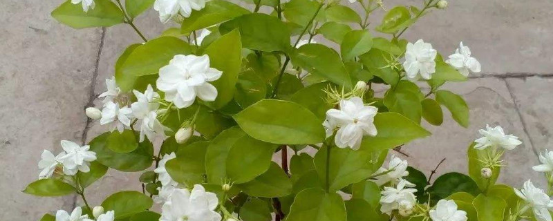 茉莉可以用迎春花嫁接吗（茉莉花能嫁接什么花）
