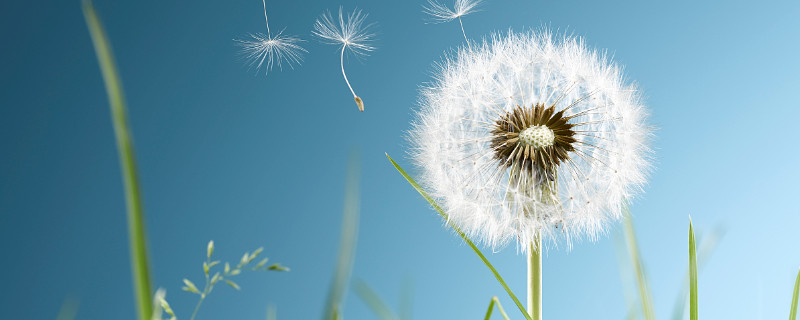 蒲公英花是什么颜色 蒲公英花的颜色是什么颜色