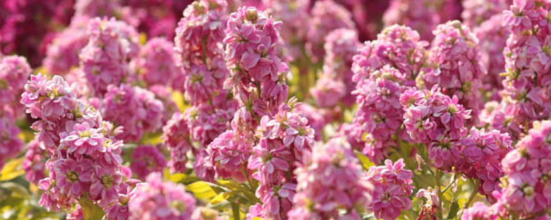 紫罗兰花开败了怎么修剪 紫罗兰花谢了以后怎么剪