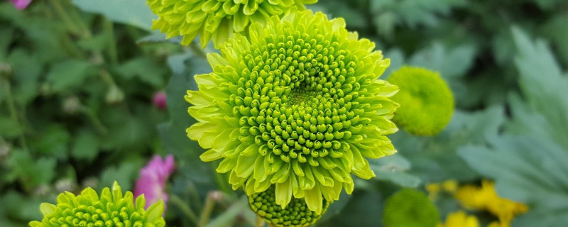 鲜菊花如何保存 新鲜食用菊花怎么保存