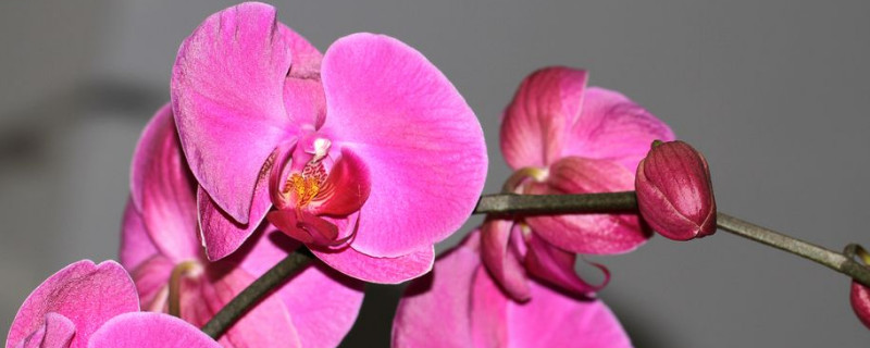 蝴蝶兰小苗种植与管理 蝴蝶兰如何养苗