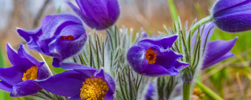 紫罗兰的养护方法（紫罗兰如何养护）