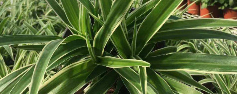 金边吊兰怎么扦插（金边吊兰怎么扦插水养）