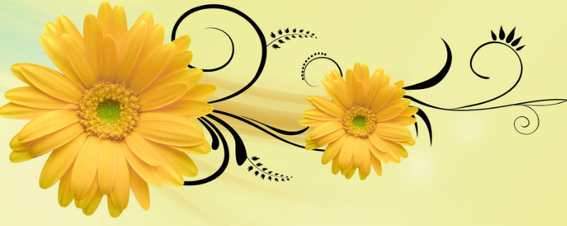 菊花的特点 菊花的特点作文