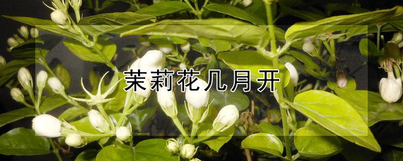 茉莉花几月开 茉莉几月开花?花期多长?