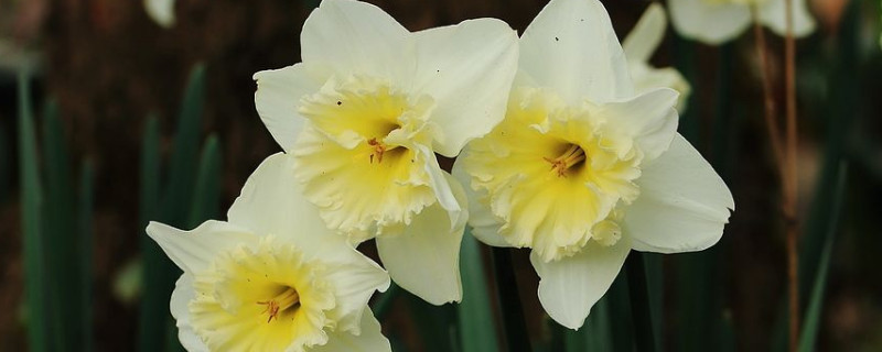 水仙花养多久出花苞（水仙花养多久能开花）