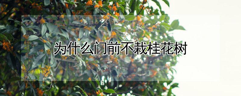 为什么门前不栽桂花树 门前种桂花树好不
