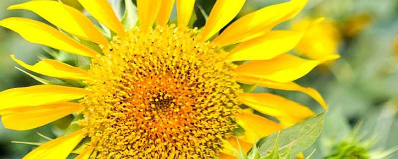 向日葵夏天可以播种吗（夏天可以种向日葵花吗）