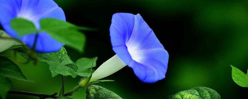 牵牛花播种需要泡种吗（牵牛花种子需要浸泡吗）