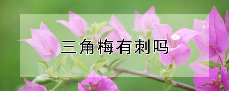 三角梅有刺吗（云南紫三角梅有刺吗）