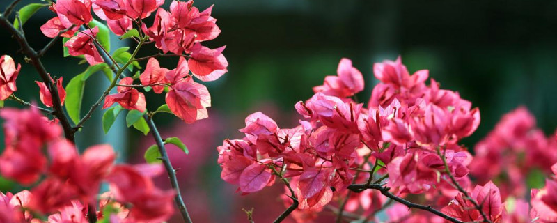 三角梅快速水繁殖方法（三角梅快速水繁殖方法图解）