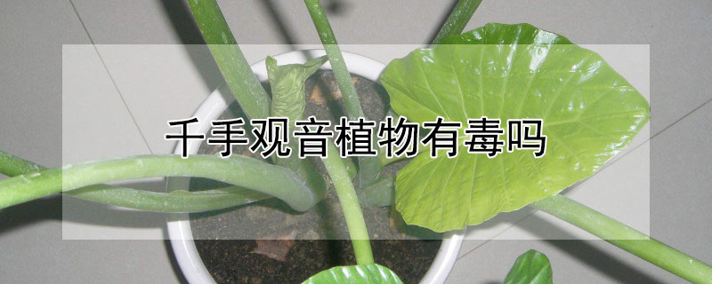 千手观音植物有毒吗（盆栽千手观音有毒吗）