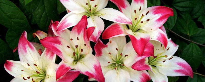 百合花叶子发黄是怎么回事（百合花叶子黄了是什么原因）