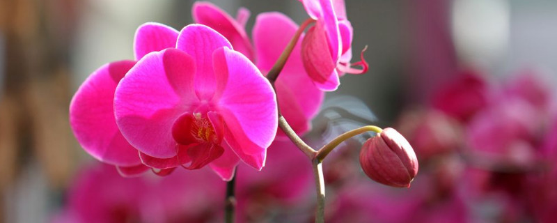 蝴蝶兰的花苞变红干瘪 蝴蝶兰的花苞变红干瘪怎么补救