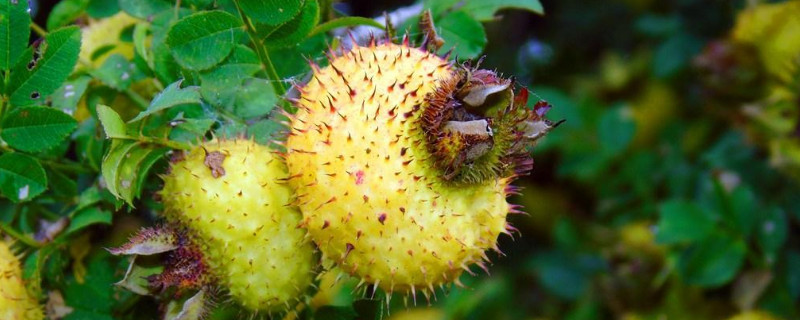 金樱子种植地区与温度 金樱子种植时间