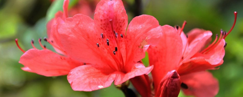 杜鹃树桩如何快速生根 怎么让杜鹃花老桩长出新根