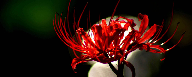 彼岸花的根可不可以移栽 彼岸花开花的时候可以移植吗