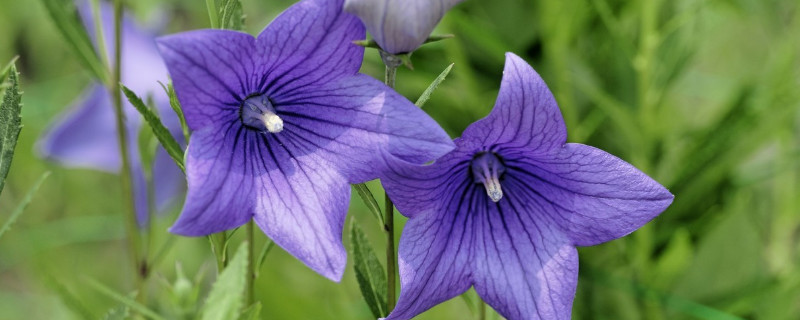 牵牛花苗的养护方法 牵牛花幼苗怎么养护