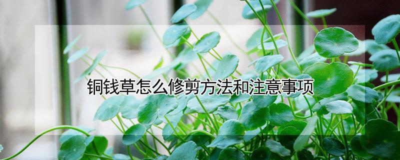 铜钱草怎么修剪方法和注意事项 铜钱草的修剪方法和注意事项