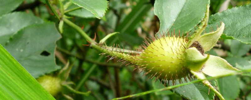 如何去除金樱子果实外表的刺（金樱子怎样去毛刺）