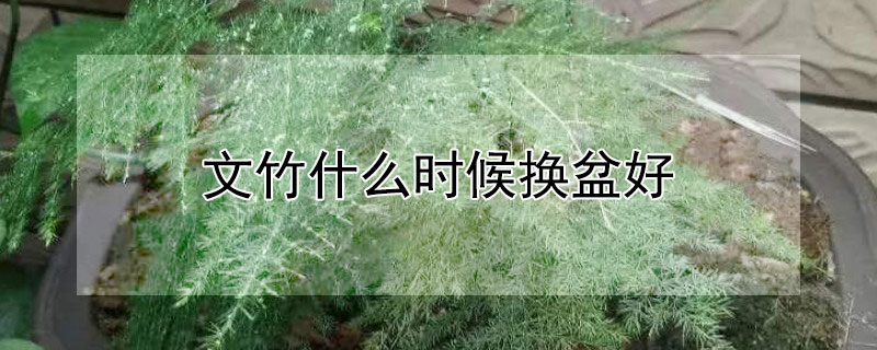 文竹什么时候换盆好（文竹什么时候换盆好用什么土）