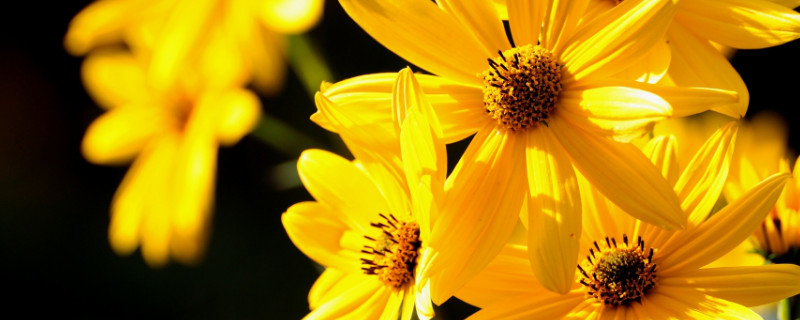 菊花盆景制作方法 菊花盆景的制作