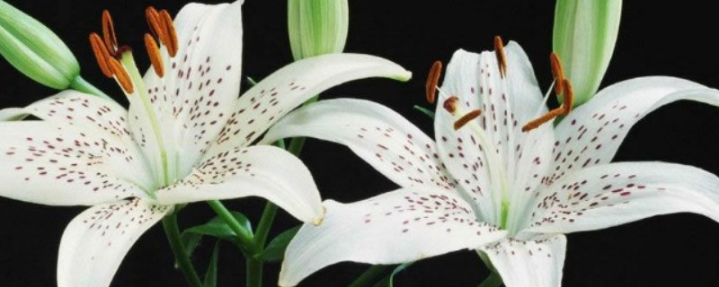 百合花长多高才开花（百合花要长多高才开花）