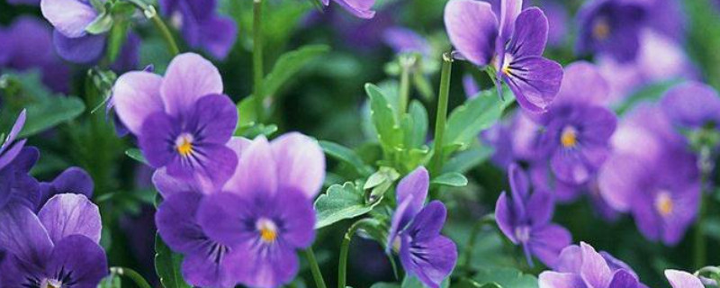 紫罗兰没有根可以活吗 紫罗兰只有根能养吗