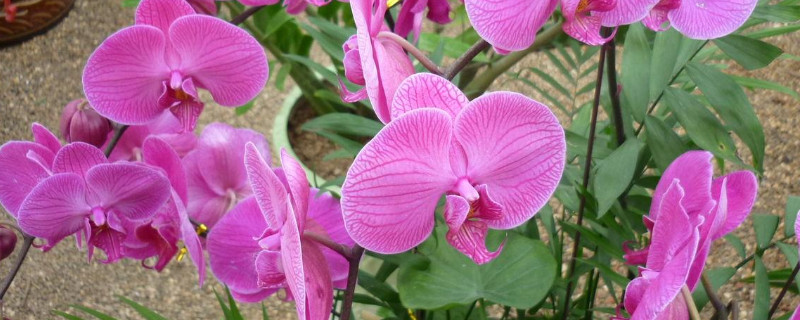 蝴蝶兰怎样分株 蝴蝶兰如何分株