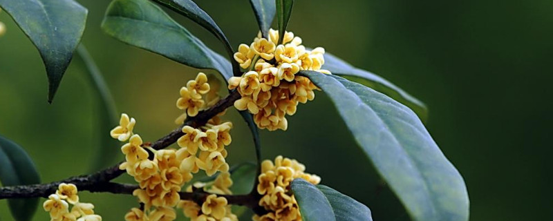 桂花叶子怎么一碰就掉（桂花掉叶子怎么处理）