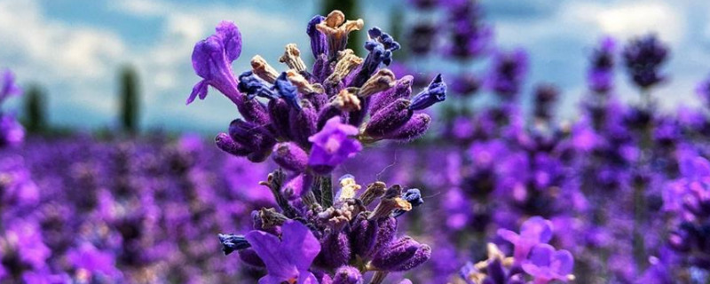 薰衣草怎么移栽 薰衣草移栽注意事项