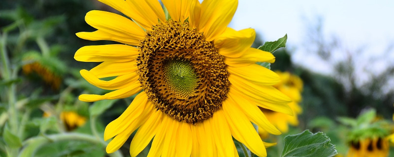 向日葵插水里要怎么养(向日葵插水里要怎么养开)