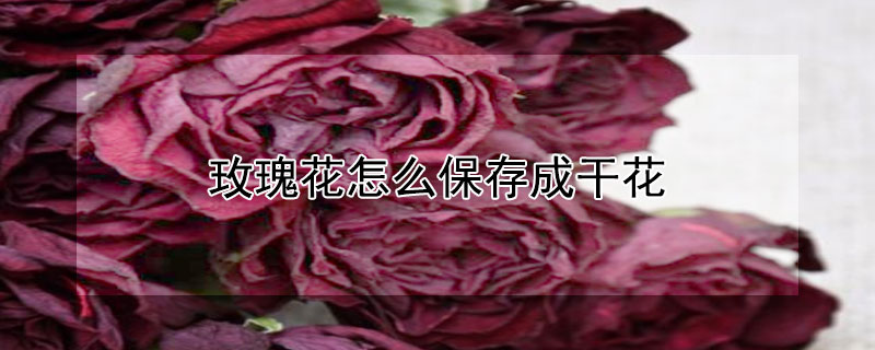 玫瑰花怎么保存成干花 玫瑰花怎么保存成干花视频